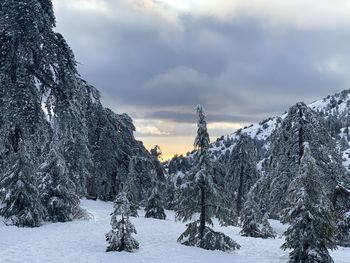 Snow covered land and trees against sky