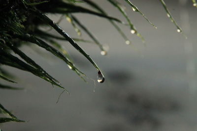 Close-up of wet plant during rainy season