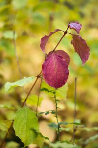 Close-up of plant