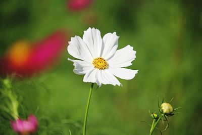 Close-up of white daisy