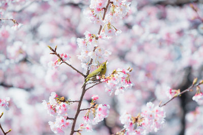 Close-up of pink cherry blossoms in spring