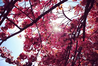 Low angle view of cherry blossoms on tree