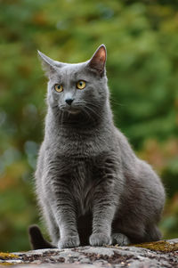 Portrait of cat sitting outdoors