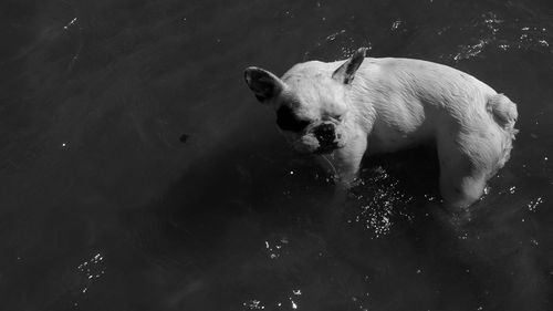 High angle view of dog swimming in lake