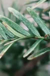 Close-up of fresh green plant