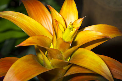 Close-up of yellow rose