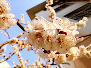 Low angle view of flowers on tree