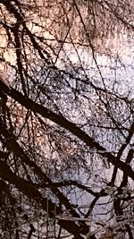 Low angle view of flower tree against sky