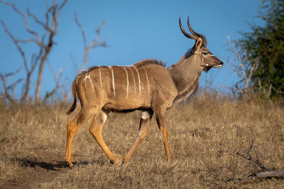 Deer standing on field