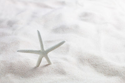 Close-up of a horse on the beach