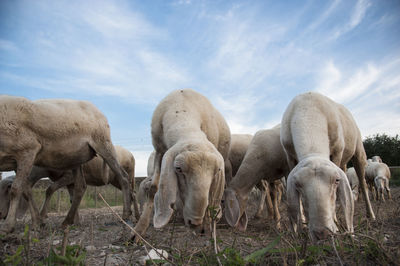 Sheep grazing in a field