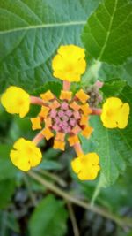 Close-up of yellow flowers