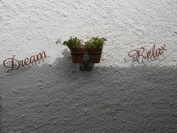 Potted plant on wall