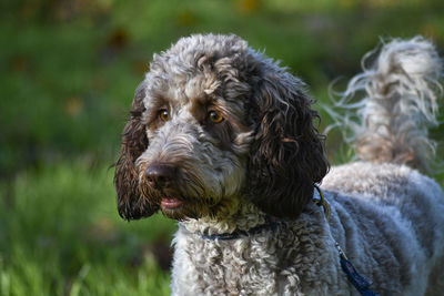 Close-up portrait of a dog looking away