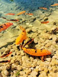 High angle view of orange crab on land