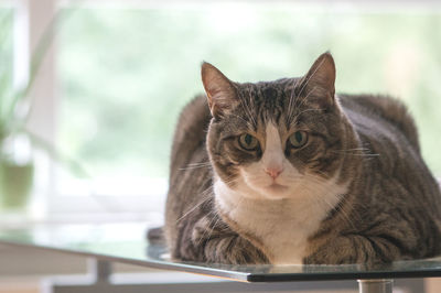 Close-up portrait of cat