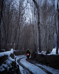 Bare trees in forest during winter