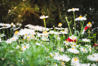 Close-up of white daisy flowers on field