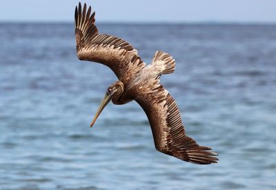 Brown pelican diving for fish on pacific coast of costa rica