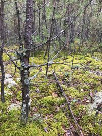 View of trees in forest