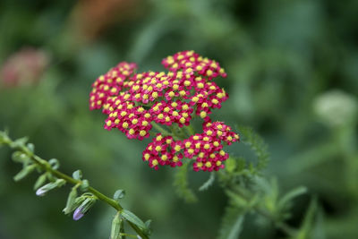 Close-up of red flowering plant