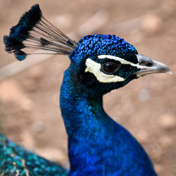 Close-up of peacock