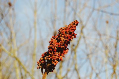 Low angle view of red flowering plant