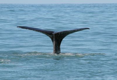 Whale tail above sea water surface