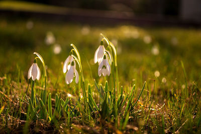 Close-up of flowering plants on field