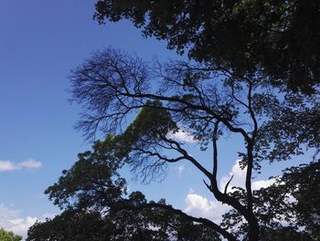 Low angle view of trees against blue sky