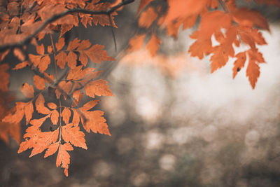 Autumn scene with orange leaves and blurred brown branches