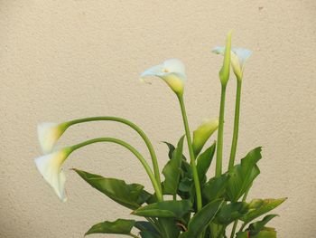 Close-up of flower pot on wall