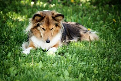 Dog on grass