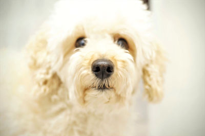 Close-up portrait of white dog