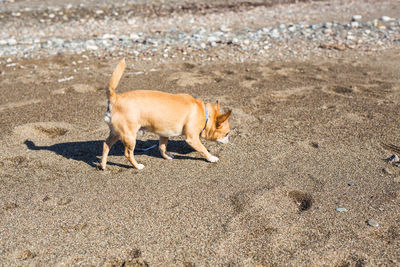 Dog on beach