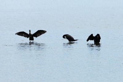 Ducks in a lake