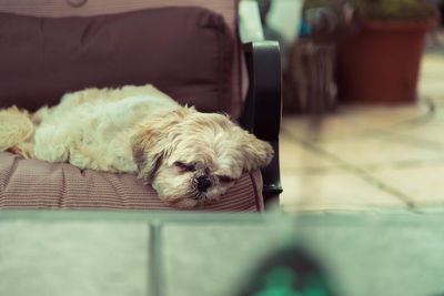 Dog sleeping on sofa at home