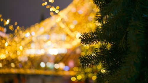 Close-up of illuminated christmas tree at night