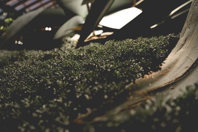 Close-up of grass growing on field