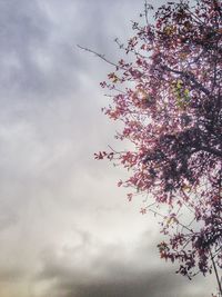 Low angle view of trees against cloudy sky