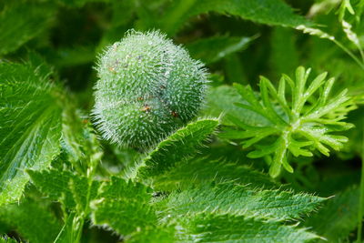 High angle view of plants