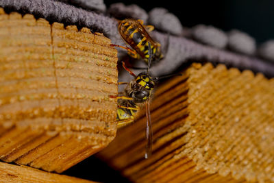 Close-up of bee on wood