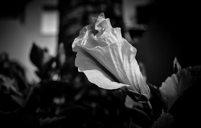 Close-up of rose blooming