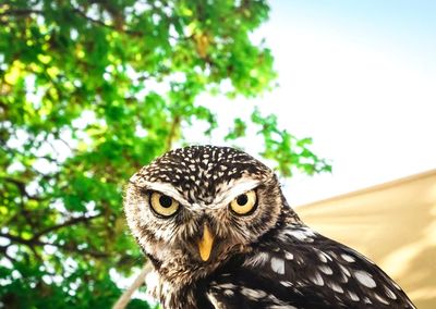 Close-up portrait of owl