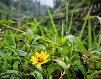 Close-up of yellow flowers blooming on field