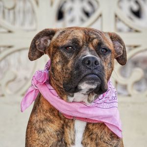 Close-up portrait of dog