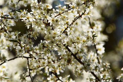 Close-up of white cherry blossoms in spring