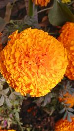 Close-up of orange flower blooming outdoors