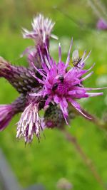 Close-up of bee on purple flower