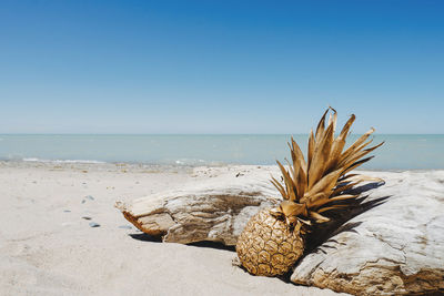 Driftwood on beach against clear sky